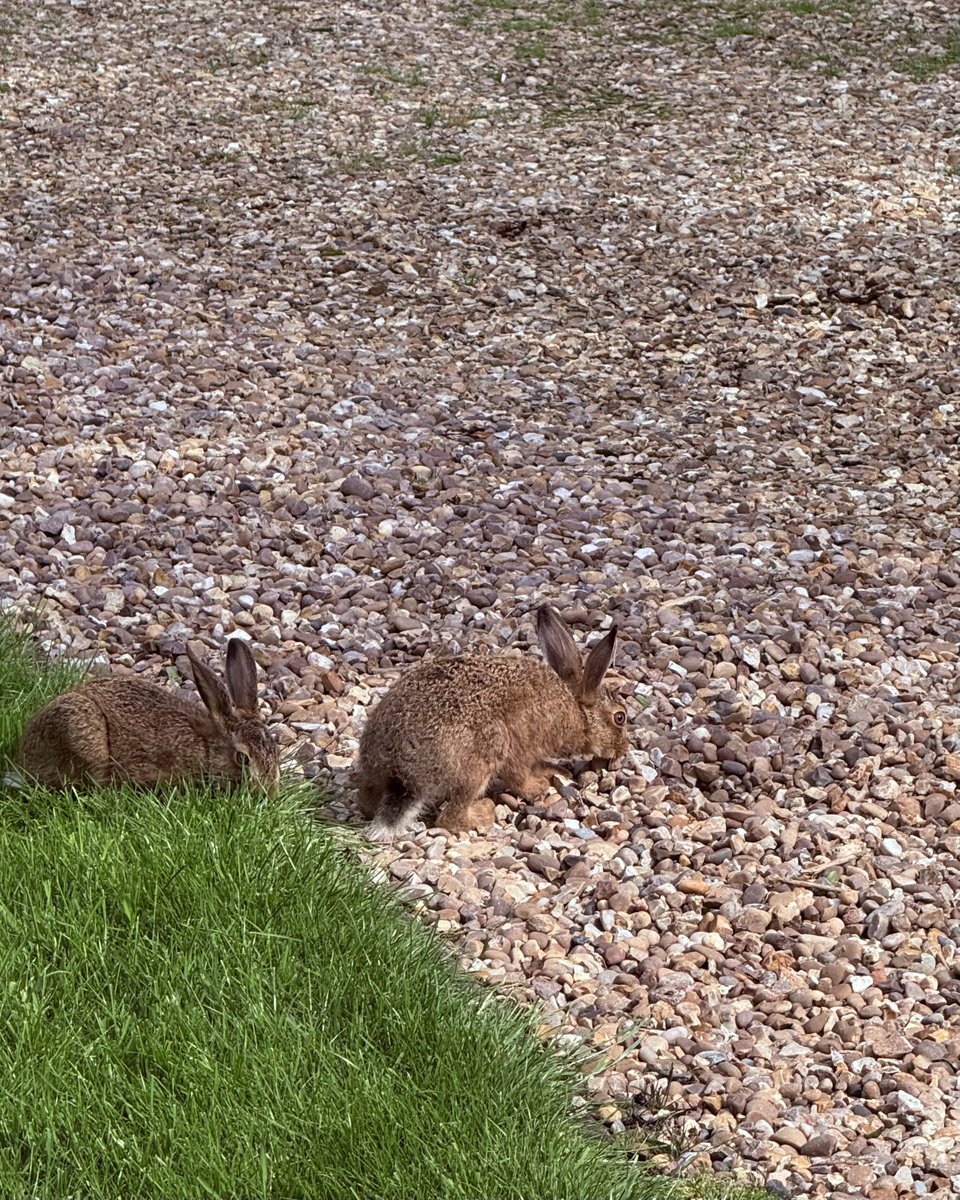 markswalking tweet media