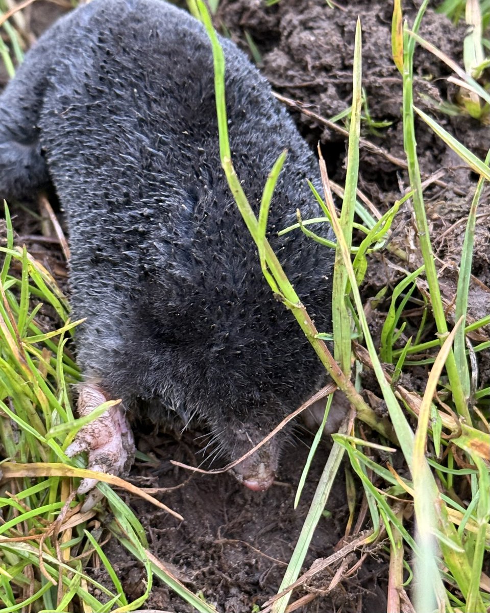 markswalking tweet media