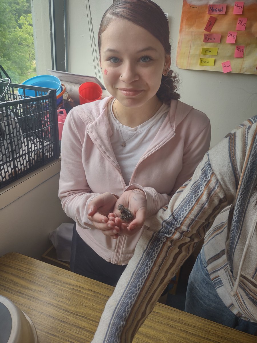 Buxmont_ADE's tweet photo. Math project out of Tatamy Creek campus resulted in baby quail being hatched.

The classes tracked the temperature and humidity of the eggs for 20 days before their reward came.

They quail will live in a brooding shelter for 6 weeks before being able to move to the outside pen https://t.co/hMcDxhGFbk