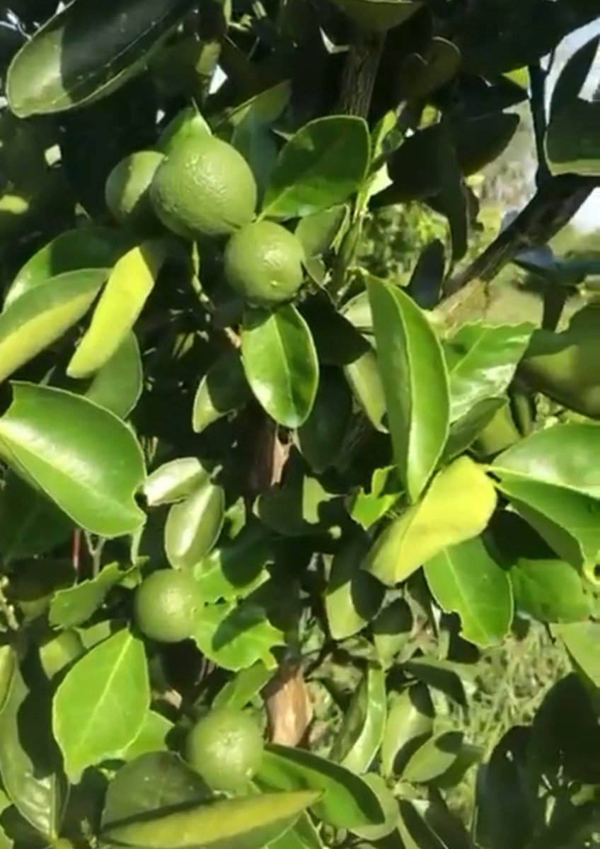 People The Compound Has Orange🍊 Trees are Producing Oranges 🍊 🇺🇸 🇺🇬 
#HaroldHoldings #PalukereUganda