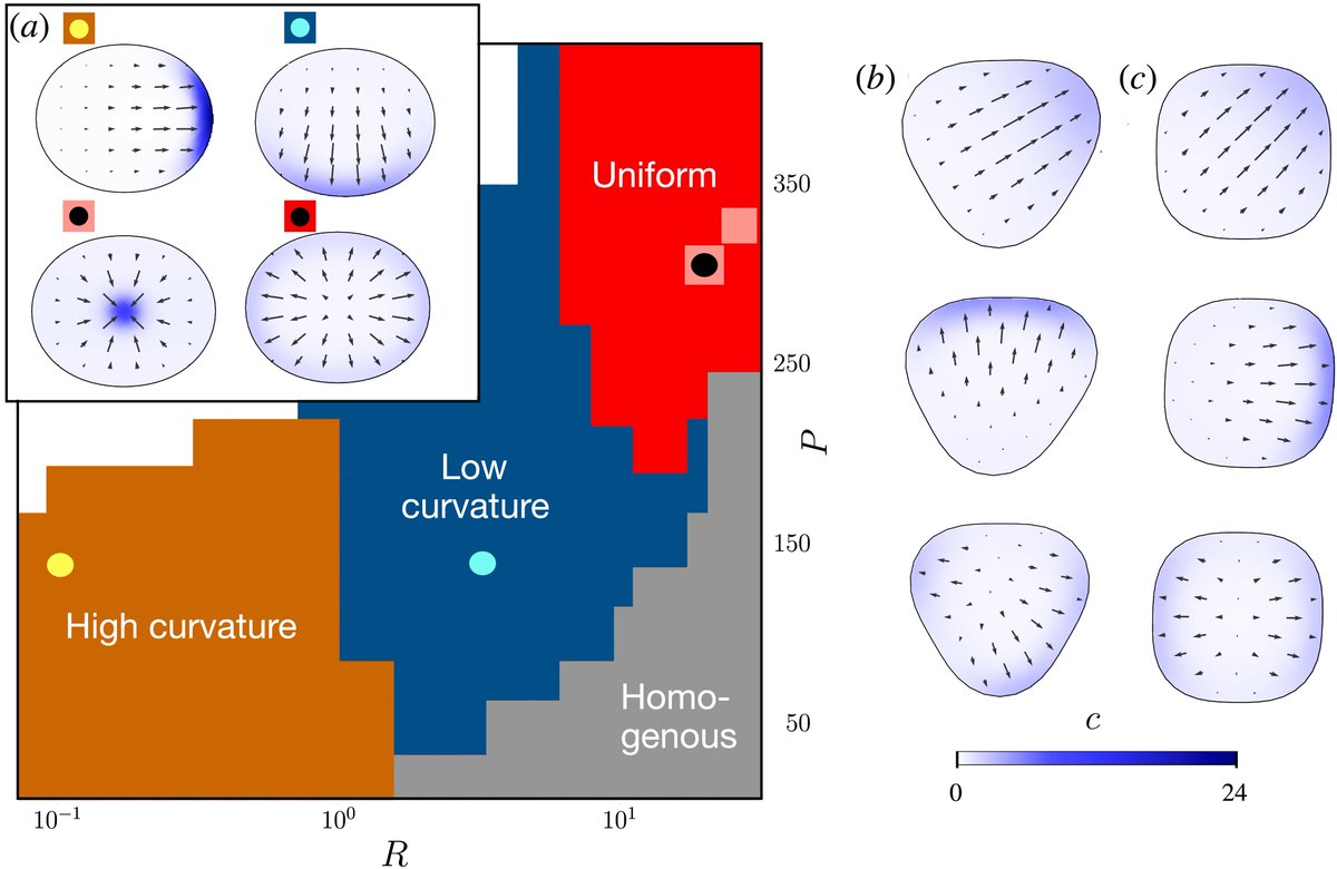 Using a hydrodynamic model for the #actomyosin cortex of #cells in a confined 2D region, scientists show how active mechanochemical patterns can sense boundary curvature and resemble those seen in cells confined to micropatterned substrates.

🔗 go.aps.org/4kYhHwP