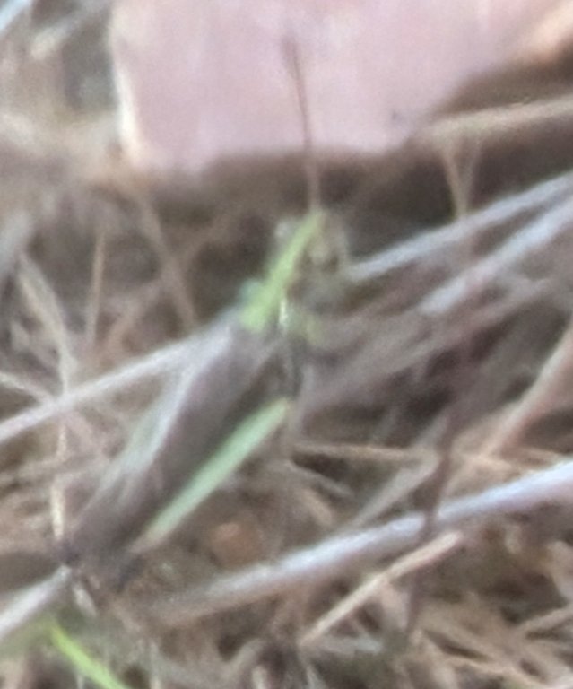 insect_ecole_HR's tweet image. #Krasser Chorthippus parallelus

Lokatie #Caitwickerzand #Kootwijk #veluwe 

Lokatie waar honden los mogen

Ik ben weer sprinkhanen ook er bij gedaan dat ik tot jaar 2018 deed 

Beter minder mooie foto dan helemaal geen foto . Zw springen snel weg

krasser Chorthippus parallelus