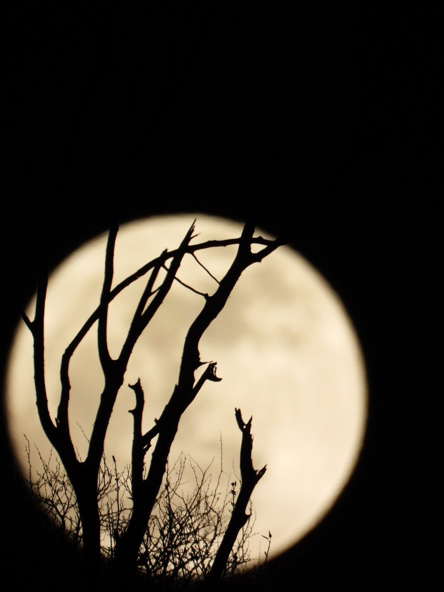 📸 #تصويري طلوع البدر مساء اليوم 
من خلال شجرة ضهيانة على قمة جبل الثبج

#العرضيات