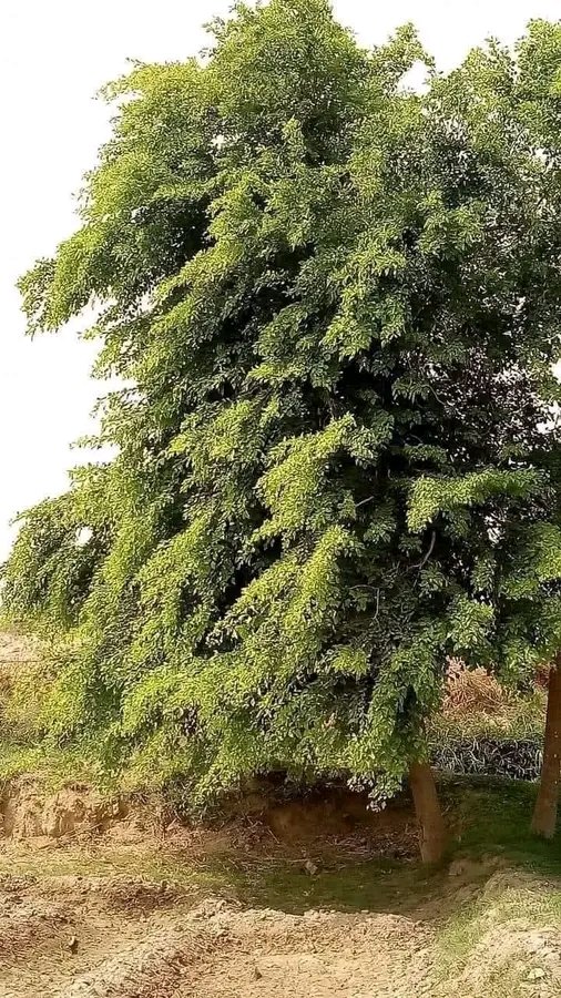 شیشم (ٹالی)
پاکستان کے مقامی درخت۔ 
شیشم کے عروج و ذوال کی کہانی 
سال 1865 ہے، انگریز سرکار نے اپنی سب سے امیر کالونی ہندوستان کے وسائل تک بہتر رسائ کے لیے، اسٹیم انجن کی طاقت سے دوڑتے ریلوے کے نظام کو پورے ہندوستان میں بچھانے کا فیصلہ کیا ہے۔

مگر اس نظام کی کامیابی میں ایک بہت