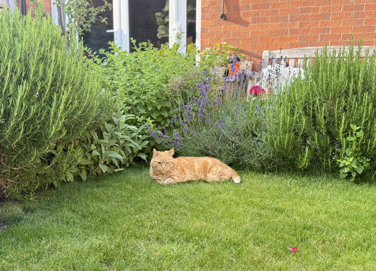 Today’s outdoor snooze was in the herb border. The pawparazzi rudely woke me up. 🐾🧡