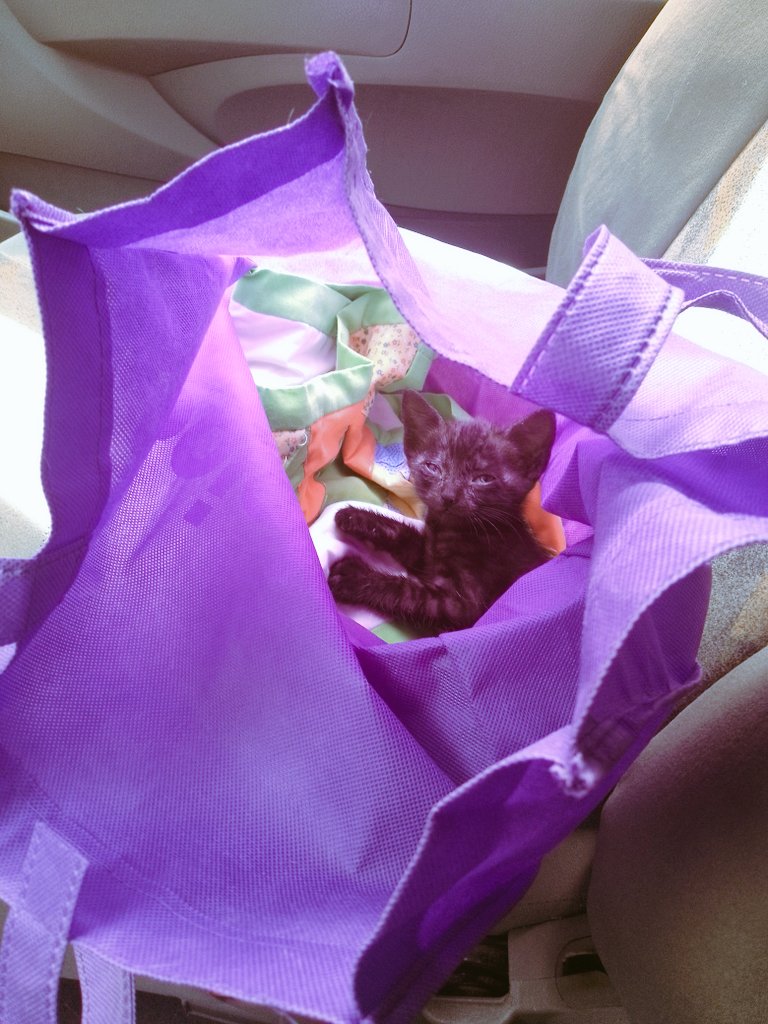 Hoy al salir del gym me he encontrado con esta linda gatita, estaba llorando mucho en el estacionamiento y no lo pensé dos veces, una cajita y para el carro. 
Ya está trabajando en Gathanas Tienda ☺️
🐾🐈‍⬛❤️