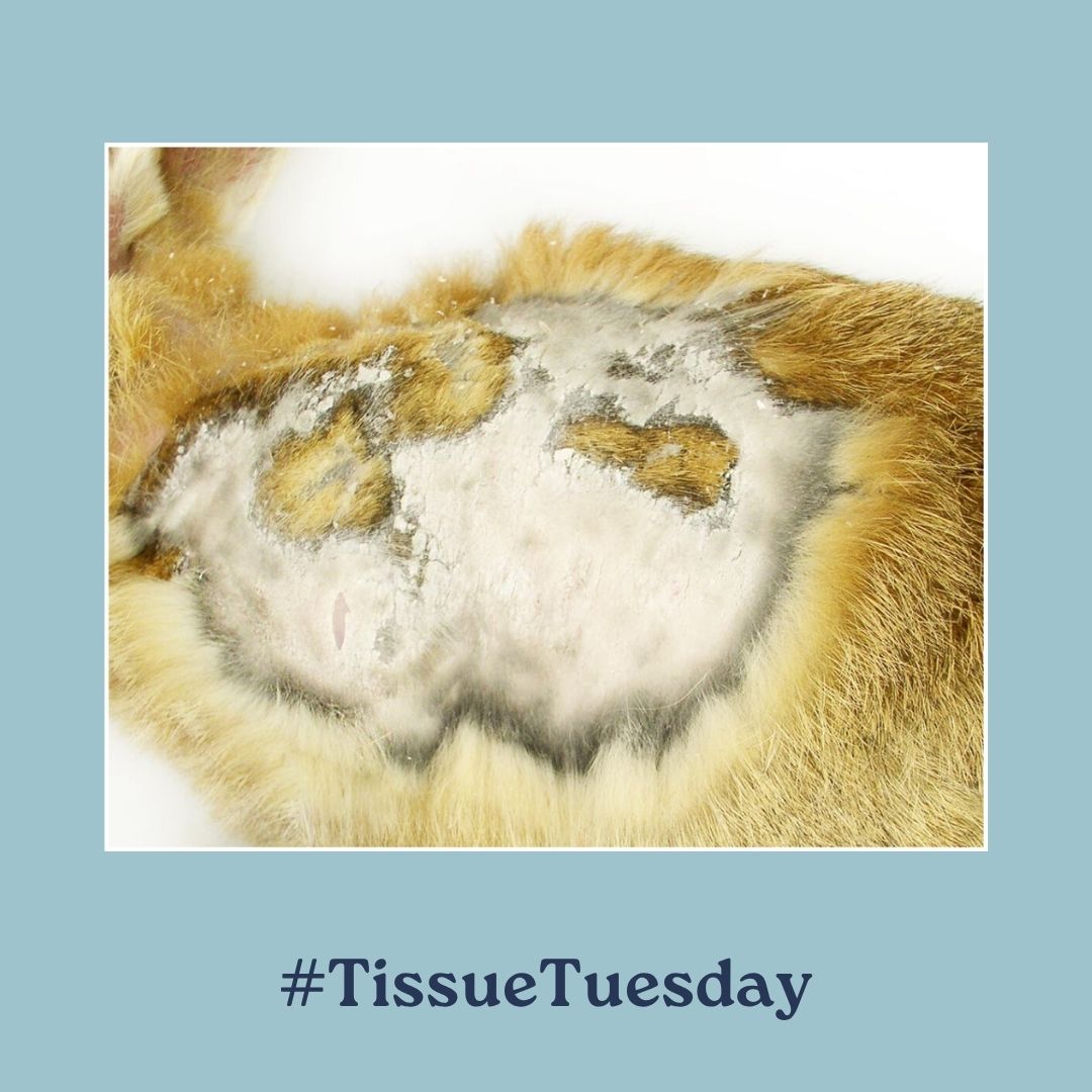Today's #TissueTuesday involves clinical findings in a rabbit:

❓ Associated lesion

Check out the entire case in #VetPath via the Q&amp;A links below!

👉Q: bit.ly/4kX8eWm
👉A: bit.ly/4ndwxld