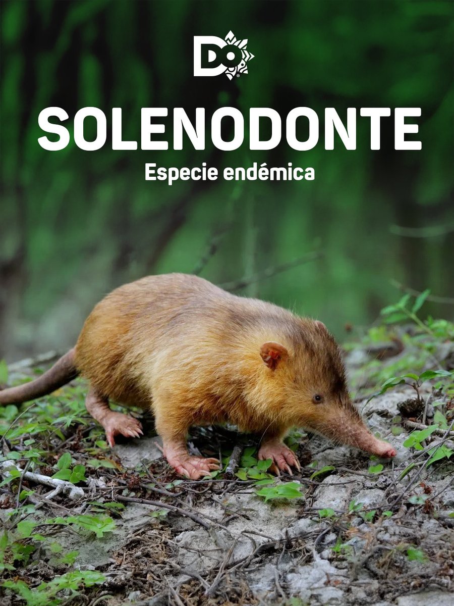 También conocido como Almiquí, es un mamífero placentario de la familia de los solenodóntidos, endémico de la República Dominicana. Sus parientes más cercanos son los topos y las musarañas. 🇩🇴

#MarcaPaísRD #Solenodonte #EspecieEndémica #AnimalEndémico #RepúblicaDominicana
