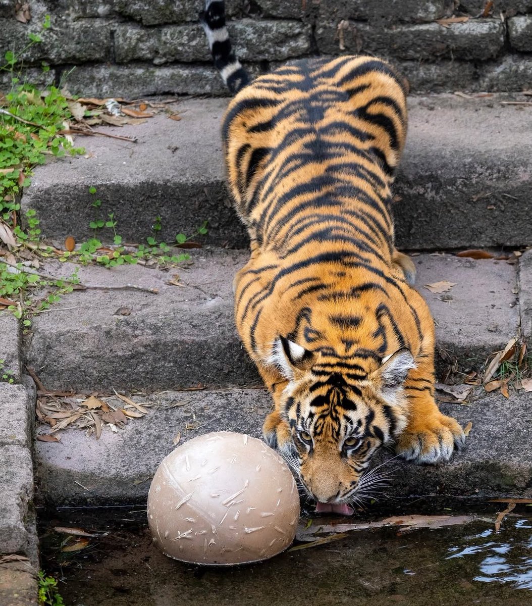 Tiger Tuesday reminder from baby Bakdo to drink water 🤪 Awesome new shot from Walt Disney World Magazine of Bakso at Disney’s Animal Kingdom! 
$bakso #solana #memecoin 

📸: instagram.com/p/DKuiAjiSWoW/…