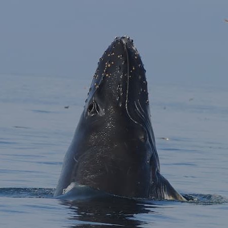 Happy #WhaleWednesday! 🐋
When a whale lifts its head out of the water vertically like this, it is called “spyhopping.”  The whale may even turn up to 180° before ducking back under the water.  
Learn more about whale behaviors here: 
stellwagen.noaa.gov/visit/whalewat…