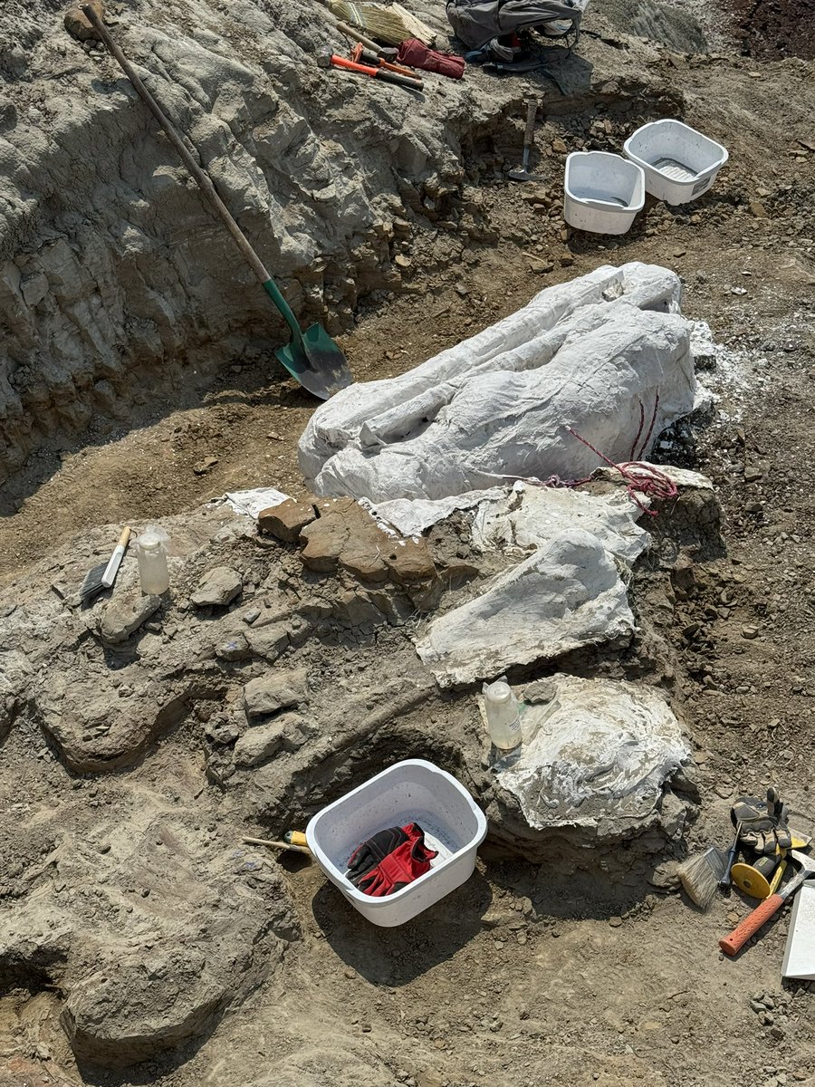 Declan_UAlberta's tweet photo. Dinosaur Provincial Park fieldwork 2025, work continues on the Lambeosaur quarry on our specimen โScorpioโ which covered in skin! The plaster jackets have been completed and will be flipped soon! #livefromthefield #paleontology https://t.co/V3jKESPyGY