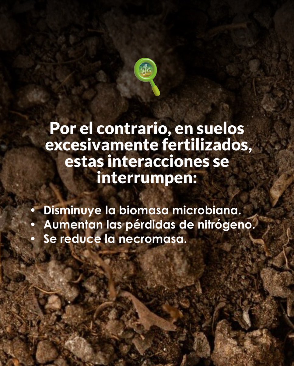 soseibioag's tweet photo. 🌱 𝗡𝘂𝘁𝗿𝗶𝗰𝗶𝗼́𝗻 𝗶𝗻𝘁𝗲𝗹𝗶𝗴𝗲𝗻𝘁𝗲 𝗽𝗮𝗿𝗮 𝘂𝗻 𝘀𝘂𝗲𝗹𝗼 𝘃𝗶𝘃𝗼

En suelos adecuadamente fertilizados, las plantas desarrollan más raíces y se conectan con hongos micorrícicos y bacterias benéficas. https://t.co/iTPB2jNKWg