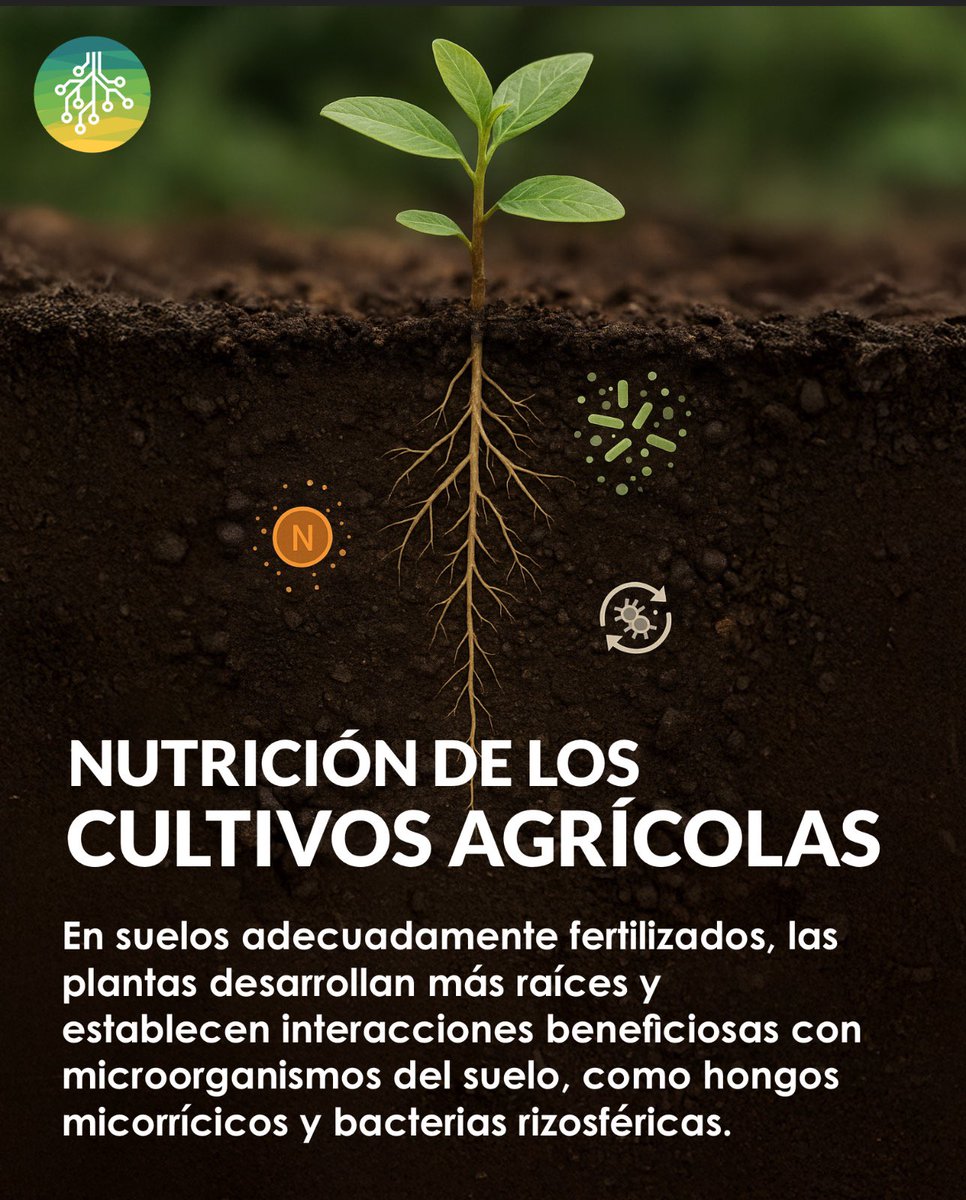 soseibioag's tweet photo. 🌱 𝗡𝘂𝘁𝗿𝗶𝗰𝗶𝗼́𝗻 𝗶𝗻𝘁𝗲𝗹𝗶𝗴𝗲𝗻𝘁𝗲 𝗽𝗮𝗿𝗮 𝘂𝗻 𝘀𝘂𝗲𝗹𝗼 𝘃𝗶𝘃𝗼

En suelos adecuadamente fertilizados, las plantas desarrollan más raíces y se conectan con hongos micorrícicos y bacterias benéficas. https://t.co/iTPB2jNKWg