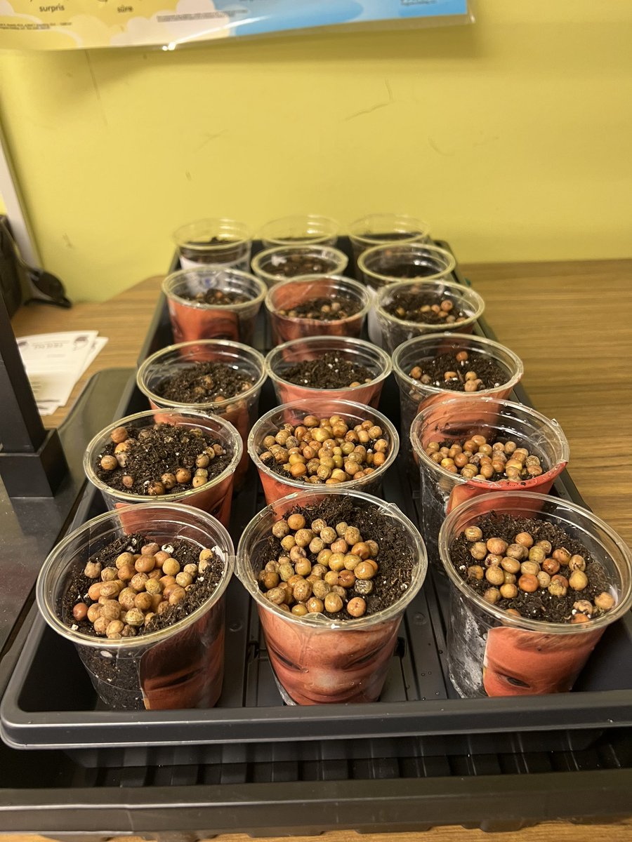 #littlegreensprouts <a href="/LittleGreenSpro/">Little Green Sprouts</a> <a href="/BishopFeild/">Bishop Feild Elementary</a> <a href="/NLSchoolsCA/">NLSchools</a>  Wish us luck as we watch these little sprouts (hopefully) thrive! Thanks to Little Green Sprouts for providing my class with the materials to observe and hopefully enjoy (while eating!) What a cool project!