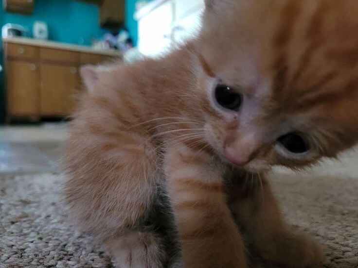 cats.jpg (@catsdotjpg) on Twitter photo 