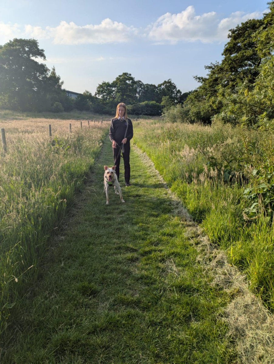 GillyMeeky's tweet photo. Foster dad Will was away with work today. Brady made sure he woke him up nice and early with a cold, wet nose snuffling. Brady has been out for his walk today with Sarah and the kids. He loved it ❤️❤️

Brady is still looking for his forever home. He's 2 years old. A fantastic boy. Very eager to please and learn. Please share to find his forever home.