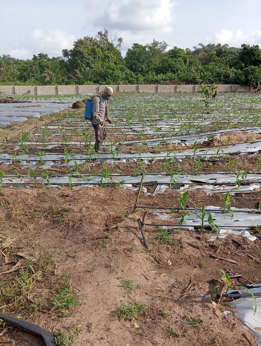 Knock them off before they deal with you ✌️