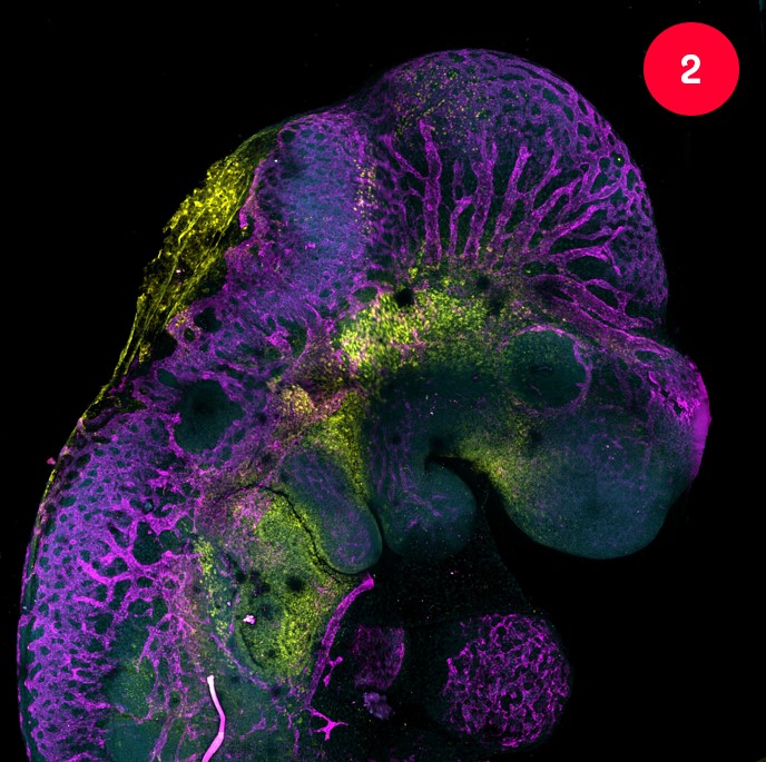 British Heart Foundation tweet media