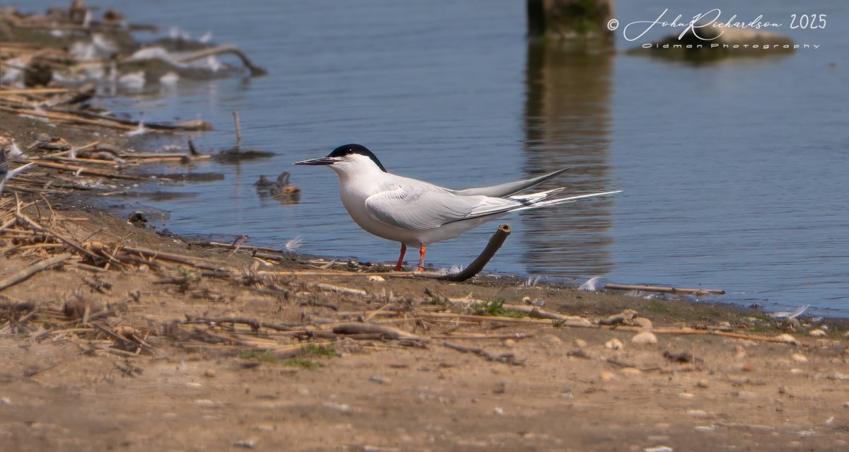 oldman65Suffolk's tweet image. A Roseate Tern at Minsmere this afternoon
10/06/2025