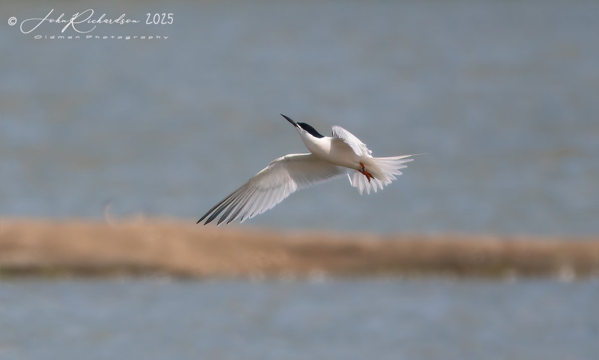 oldman65Suffolk's tweet image. A Roseate Tern at Minsmere this afternoon
10/06/2025