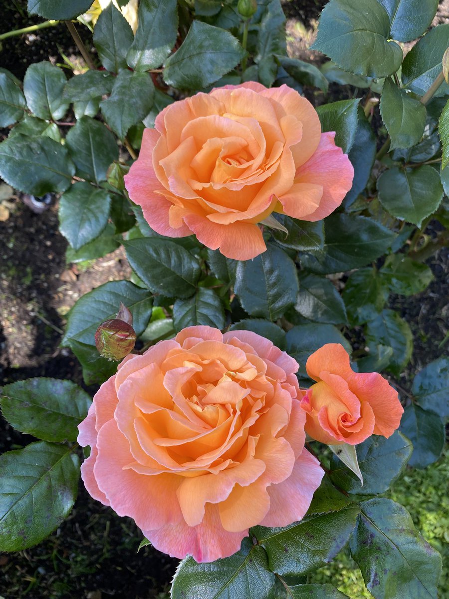 Lynn🇨🇦 (@lynngerridog) on Twitter photo Roses, a peony and foxgloves. The colours and fragrances…🩷
#VancouverIsland #beautifulBC Roses, a peony and foxgloves. The colours and fragrances…🩷
#VancouverIsland #beautifulBC