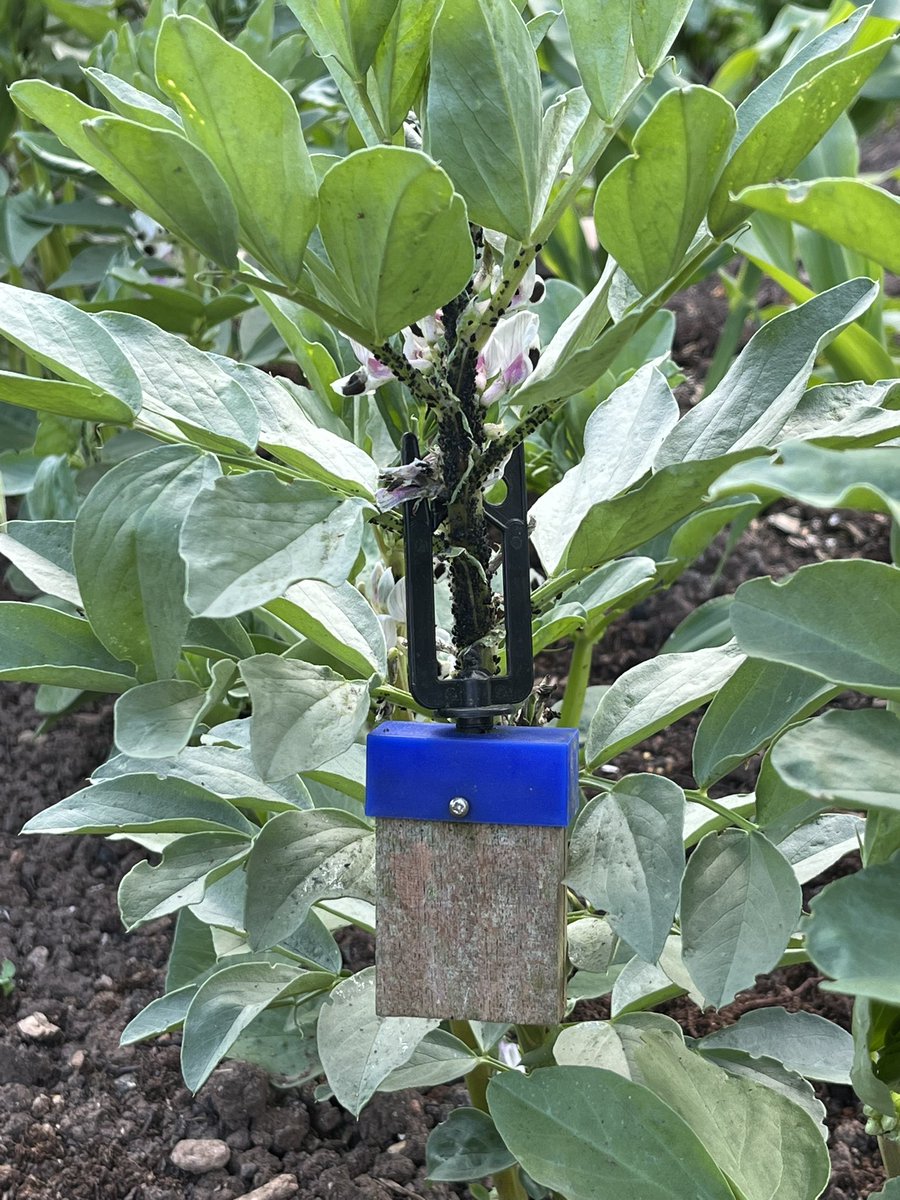 #EarWigShelter deployment on broad beans to control aphids.