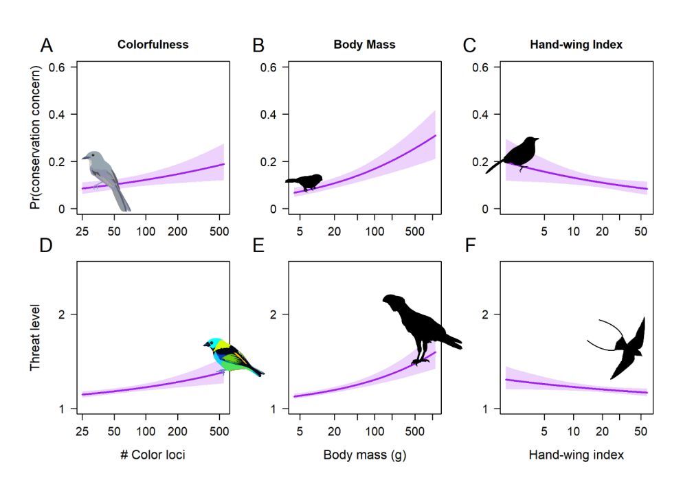 Colorful birds face heightened extinction risk around the world doi.org/10.32942/X2WW6X