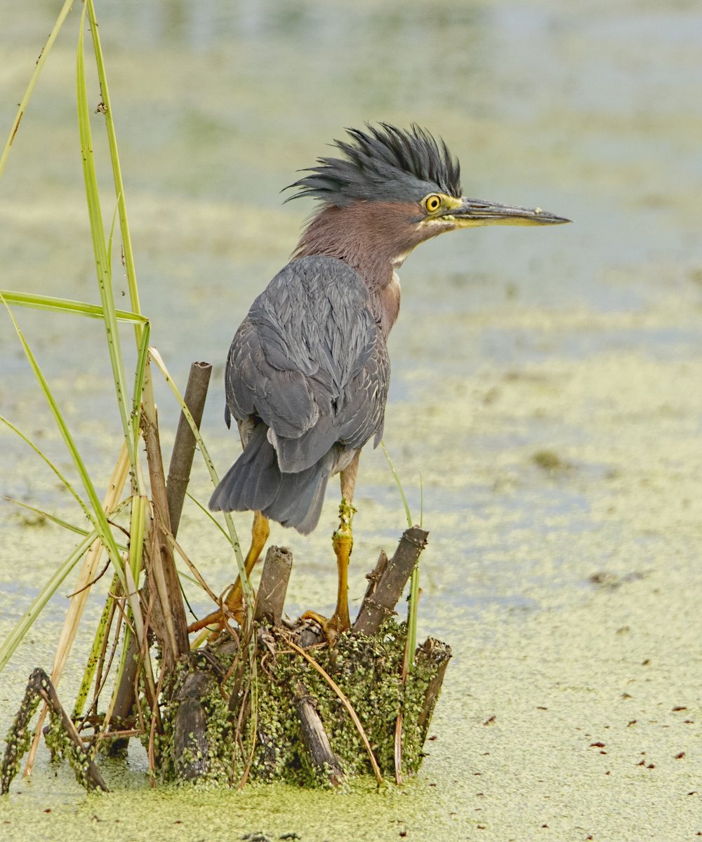 Green herons are one of the few birds that use bait to catch fish. They'll drop insects or tiny twigs on the water to lure prey— instead of the fish getting a snack, they become a snack! Look for them in wetlands or along lake edges… if you can spot them.

Photo: Jim Stough