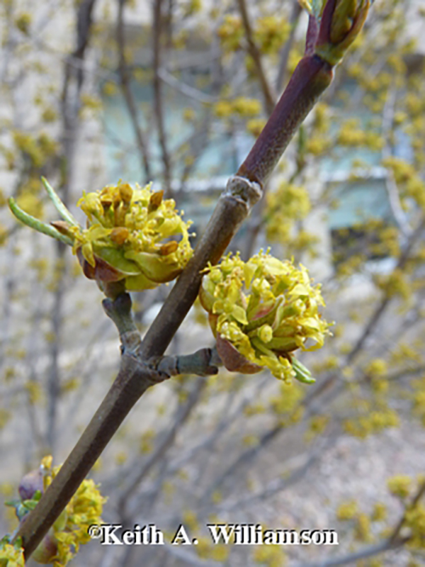 GlacierViewLand's tweet photo. Cornelian Cherry is the June 2025 Plant of the Month for Thornton Colorado area landscapes - check it out! https://t.co/WjJ1Sr9JhO https://t.co/TFht9X6FkT