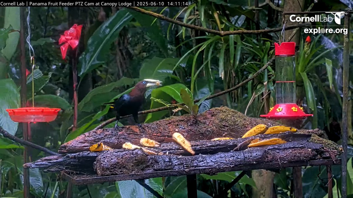 Chestnut-headed Oropendola has a seat at the fruit buffet ... it's banana time!     14:11, 6/10