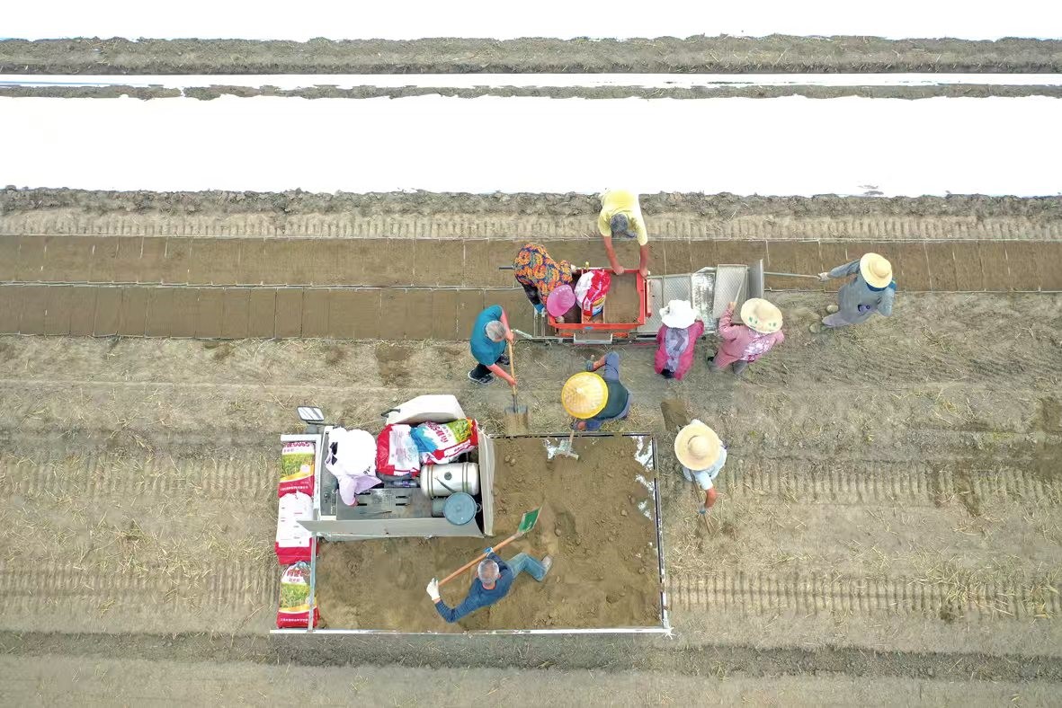 Rugao Fields Busy with Rice Planting! 🧐 #RugaoAgriculture #RiceHarvest #RiceTransplanting
Look at Rugao's fields buzzing with activity! Farmers working intensively on rice transplanting and film covering - all building a solid foundation for this year's abundant harvest and