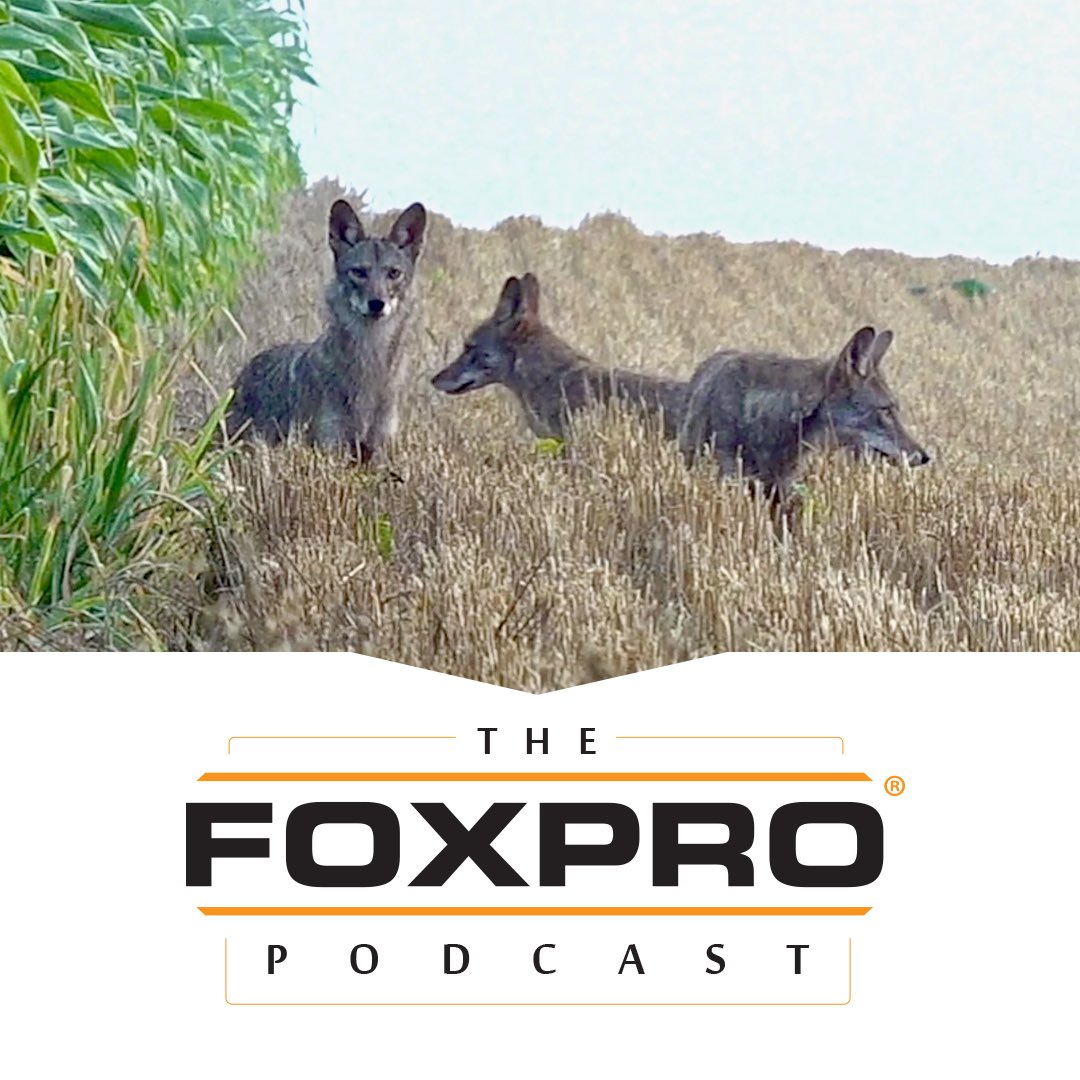 New Podcast! On this episode Jon Collins and Joey Wirth discuss calling coyotes in and around standing crops. The FOXPRO Podcast can be found on all major podcast platforms. #FOXPRO
Listen-> podcasts.apple.com/us/podcast/the…