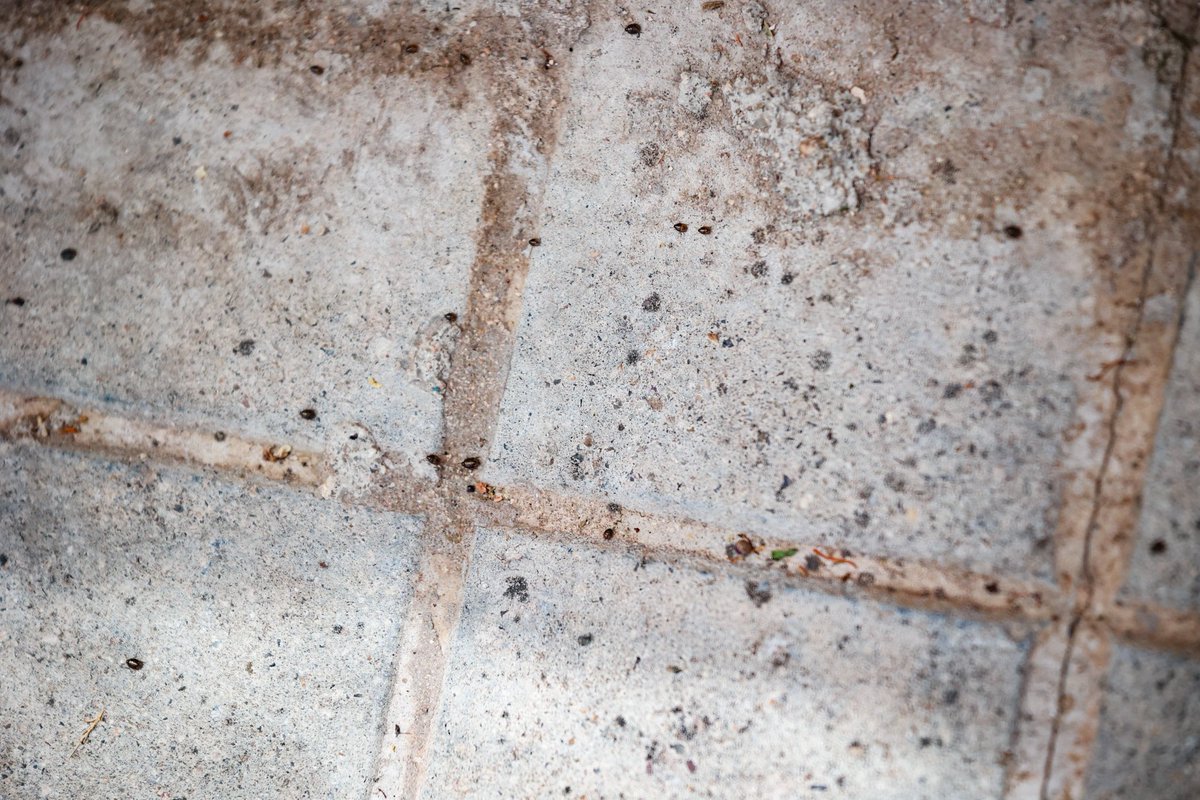 📸 Impresionantes fotografías de la plaga de insectos de <a href="/DvitoreS_/">Diego Vítores</a>