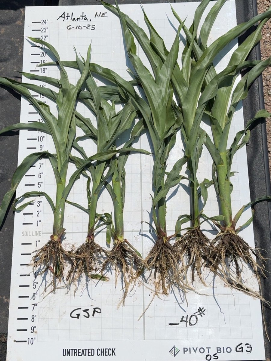 Another crazy one today. Full rate nitrogen on the left and 40lb reduction with pivot bio G3 on the right! <a href="/pivotbio/">Pivot Bio</a> <a href="/PivotBioNE/">Pivot Bio Nebraska</a>