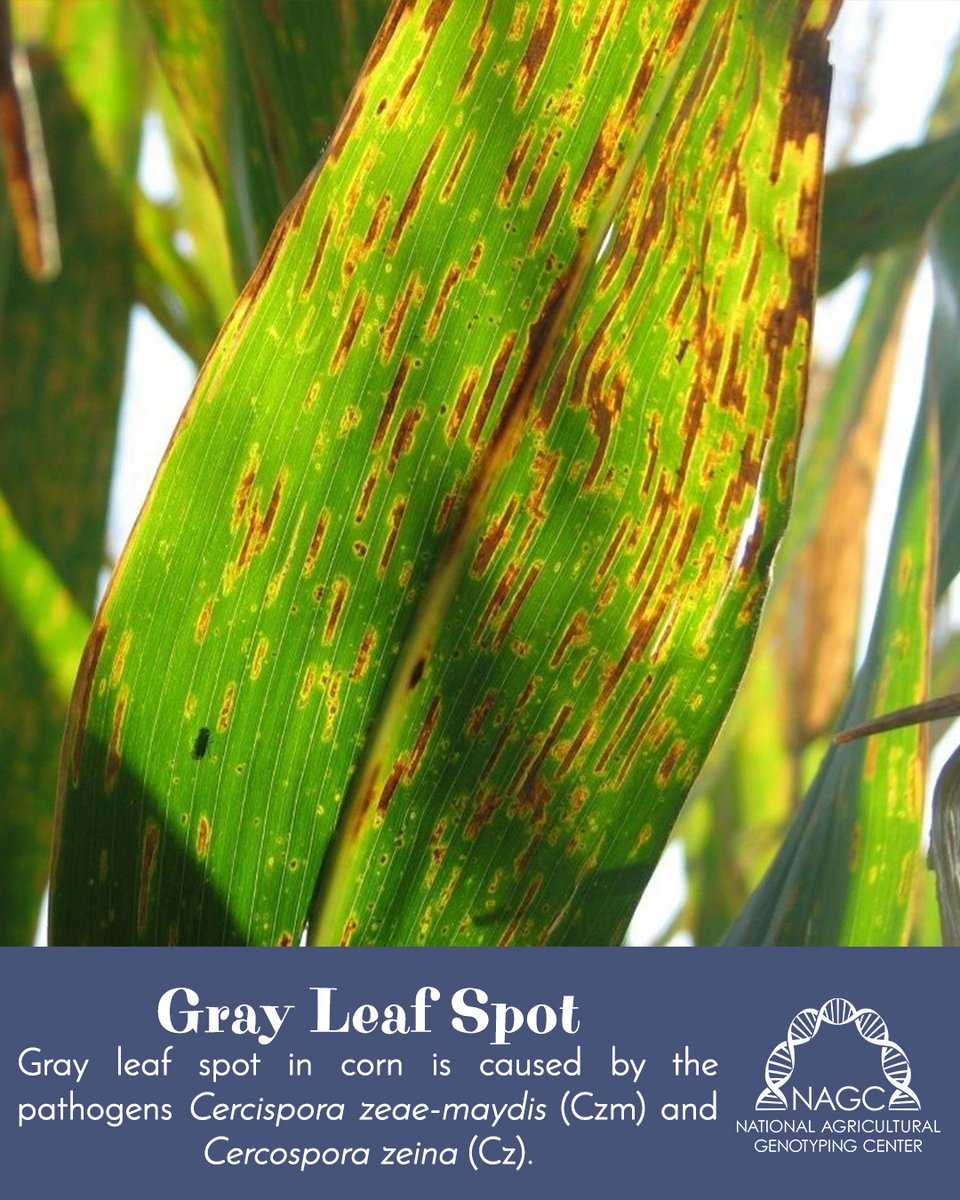 nagclab's tweet image. TOTM: Gray leaf spot starts with small lesions that gradually develop yellow halos. The lesions continue to elongate into gray/brown spots. Gray fungal spores are released from mature lesions and are able to overwinter in corn residue. #NAGCLab #WeHaveATestForThat #GrayLeafSpot