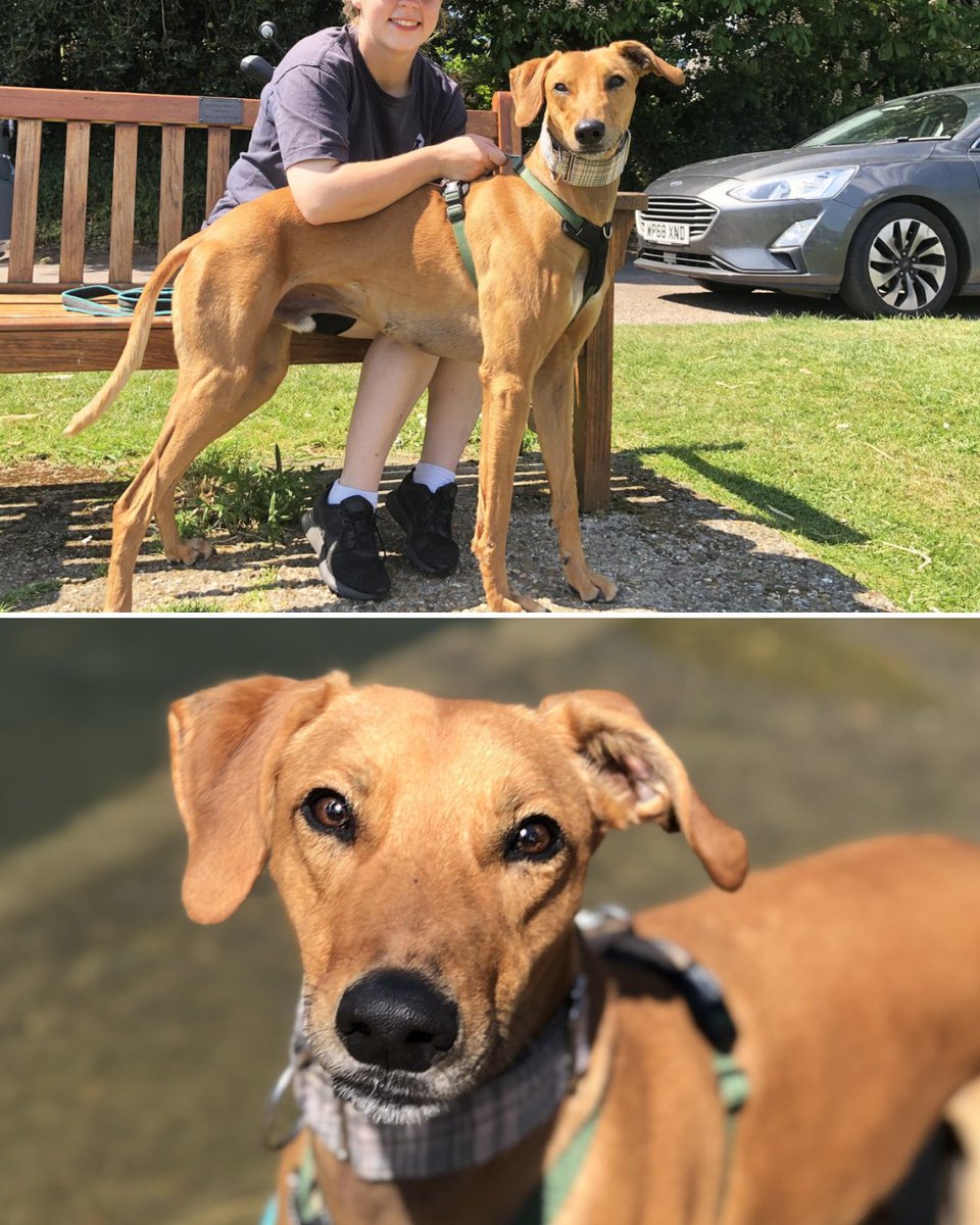 RSPCA (England & Wales) (@rspca_official) on Twitter photo When Larry arrived at <a href="/RSPCA_Danaher/">RSPCA_Danaher</a>, he was heartbreakingly underweight and injured. Fast forward 125 days, and he’s thriving! 🎉
Sadly his recent reserve fell through, so we’re back to searching for his perfect match.
Check out his profile and apply: bit.ly/3Znul0a When Larry arrived at <a href="/RSPCA_Danaher/">RSPCA_Danaher</a>, he was heartbreakingly underweight and injured. Fast forward 125 days, and he’s thriving! 🎉
Sadly his recent reserve fell through, so we’re back to searching for his perfect match.
Check out his profile and apply: bit.ly/3Znul0a