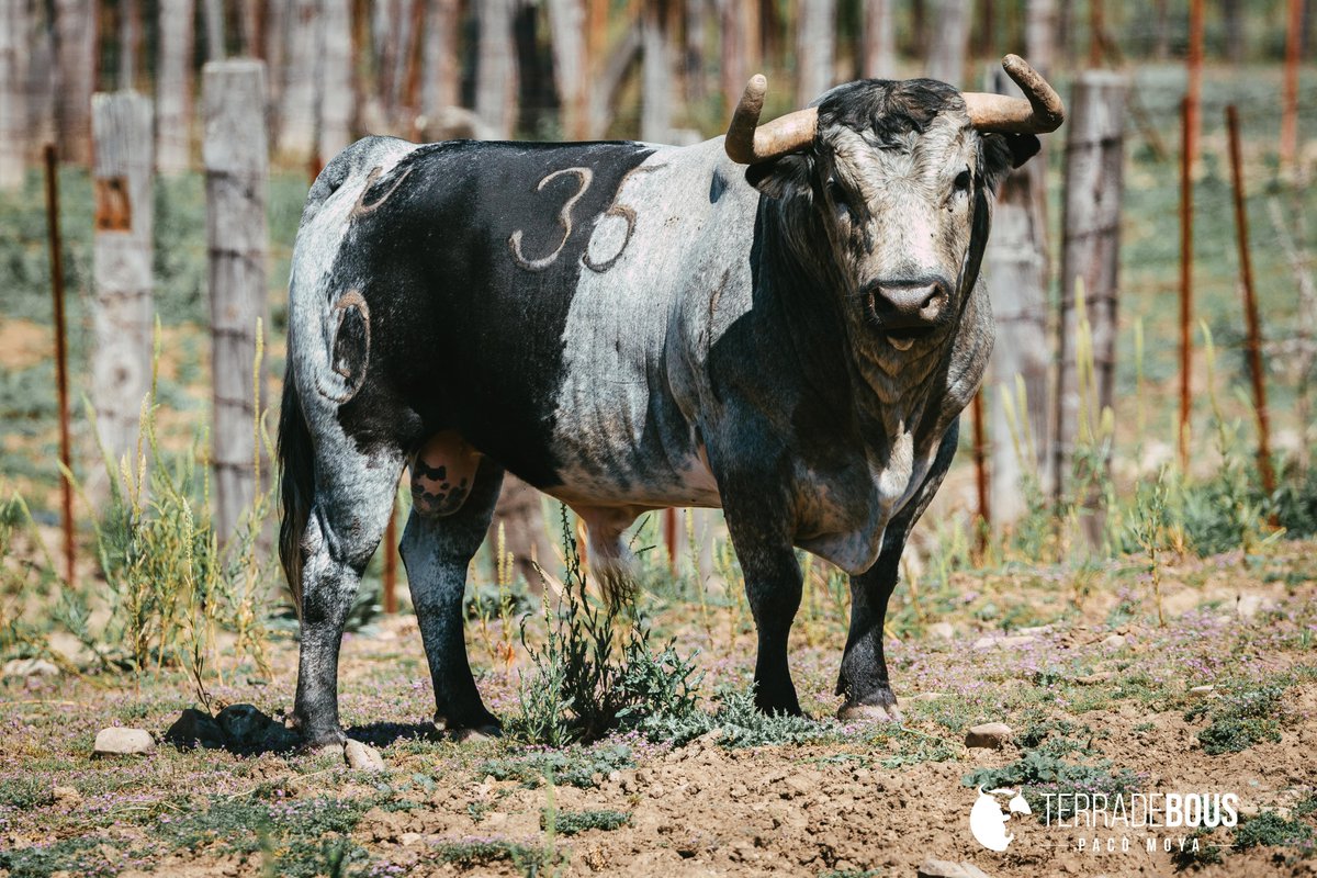 Precioso este número 35 de la ganadería de Ana Romero, y peculiar pelaje que se da muy de vez en cuando en esta casa.  Si todavía no has visto el reportaje que compartimos ayer, pincha en el enlace: terradebous.com/2025/06/lucas-…