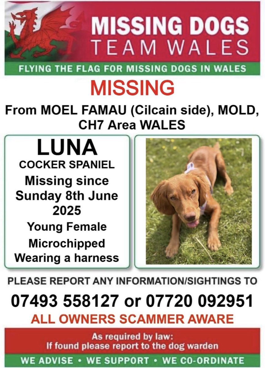 missingdogsteamwales tweet media