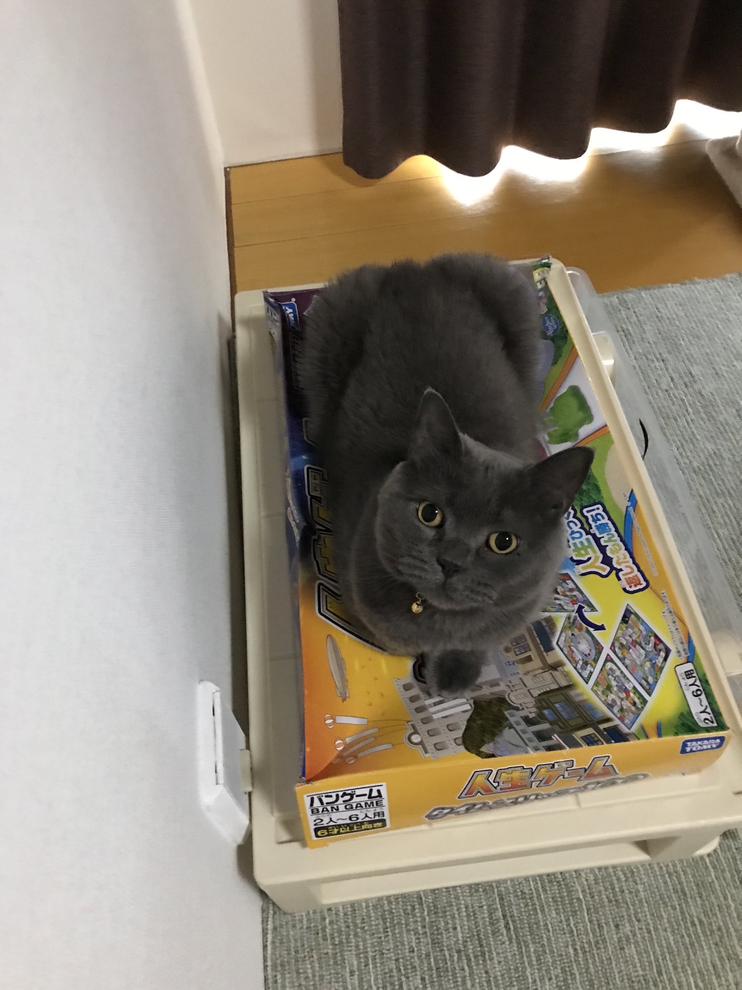 アキュトニクス 音叉 アニマルヒーリング 動物 犬 猫 2個セット 猫 おもちゃ 魚 電動 動く ペット 犬 リアル