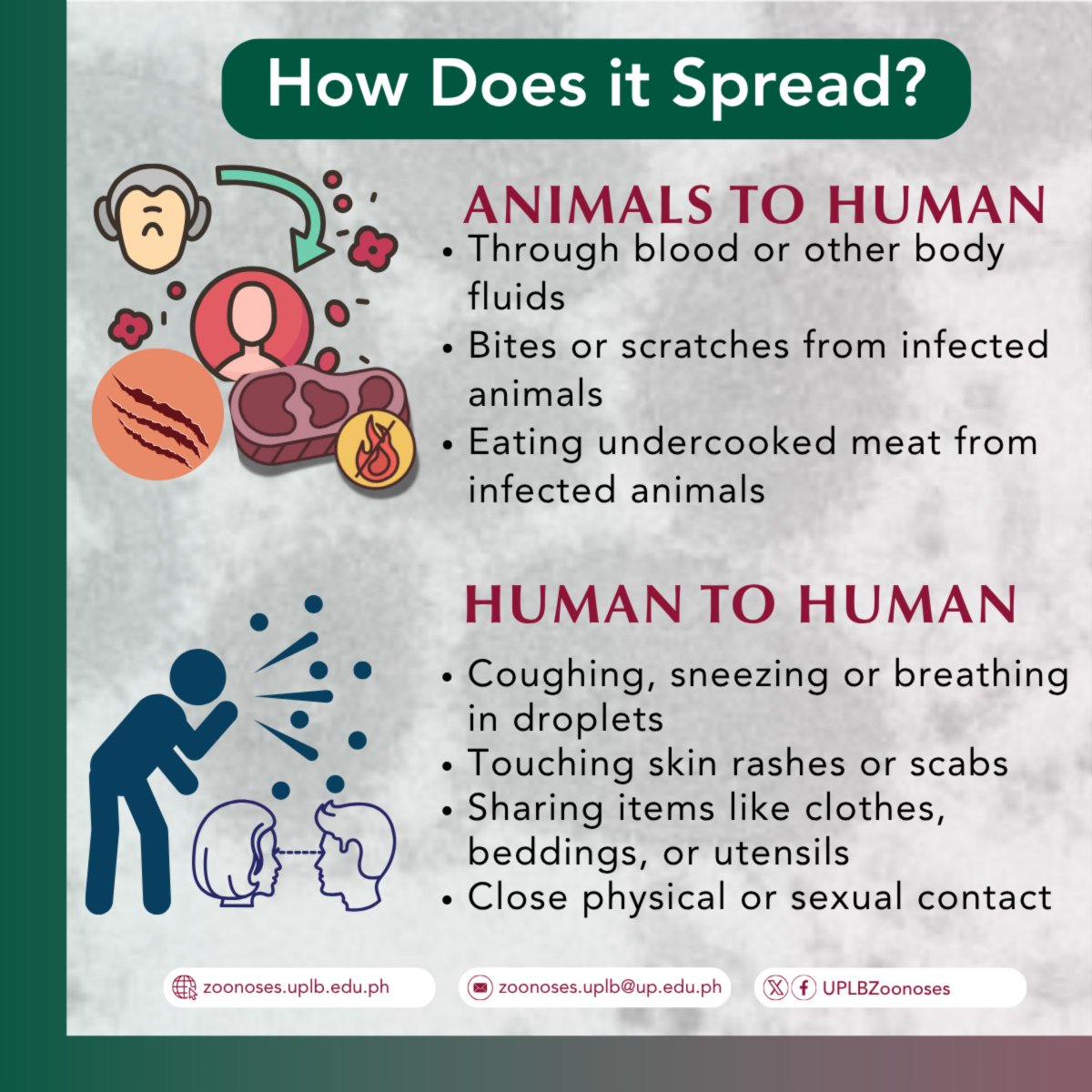 UPLBZoonoses's tweet photo. Zoonotic Disease in Focus: Monkeypox
As of May 30, 2025, several confirmed and suspected cases of Mpox have been reported to our country. 

Click on the infographic to know basic facts on Monkeypox.

#Zoonoses #Monkeypox #ZoonoticDiseases https://t.co/YtcxrLFvid