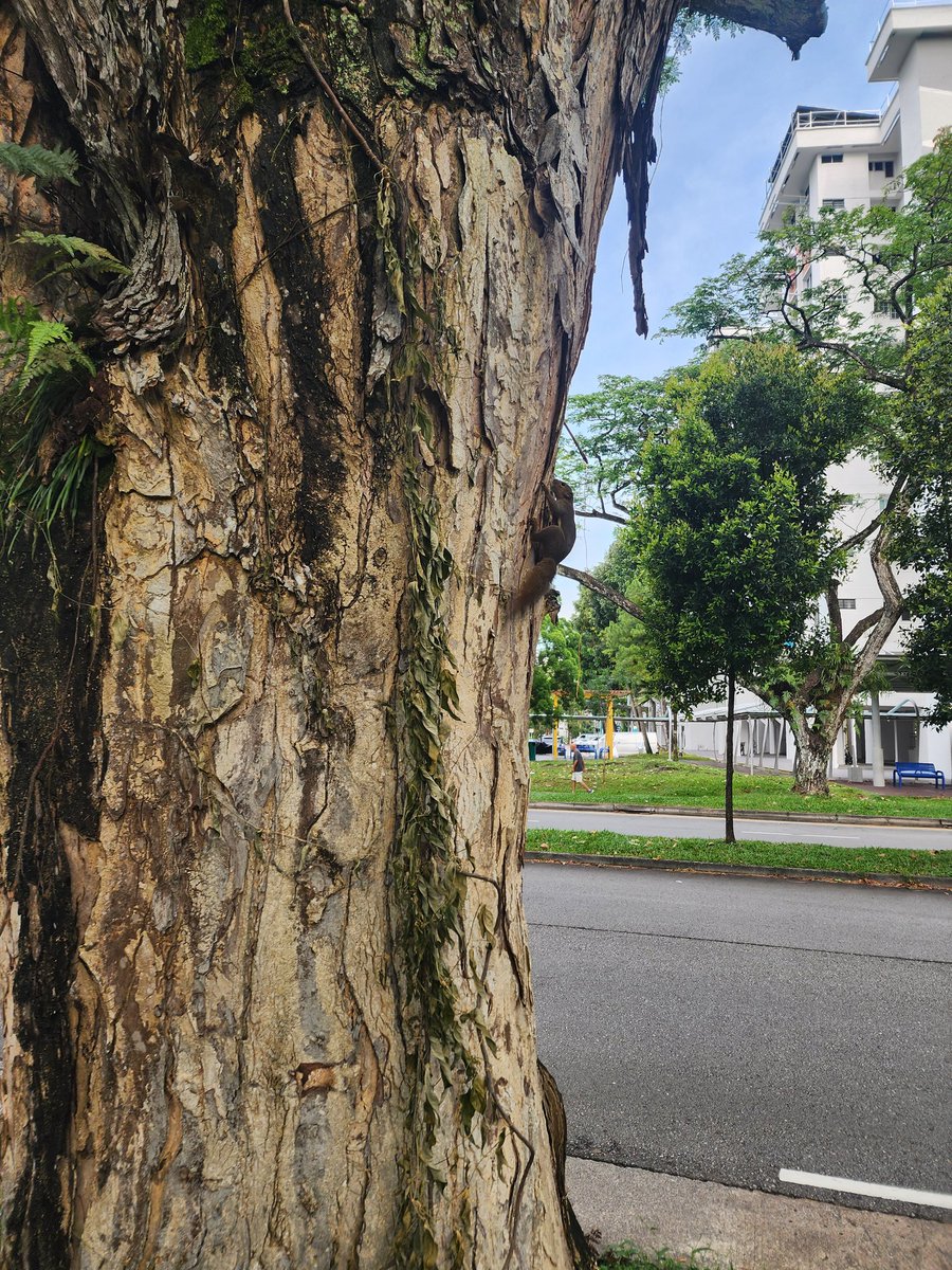 今日は広告モデルの仕事なので、昨夜は全て早く終了させて早寝しました。質の良い睡眠に勝る美容液はない！
問題は撮影の後、小学校で読み聞かせボランティアなのです。ものすごく派手なヘアメイクで登場することに😂あーあ。

司会の仕事と違ってモデルの仕事はスッピンで行けるので楽です！