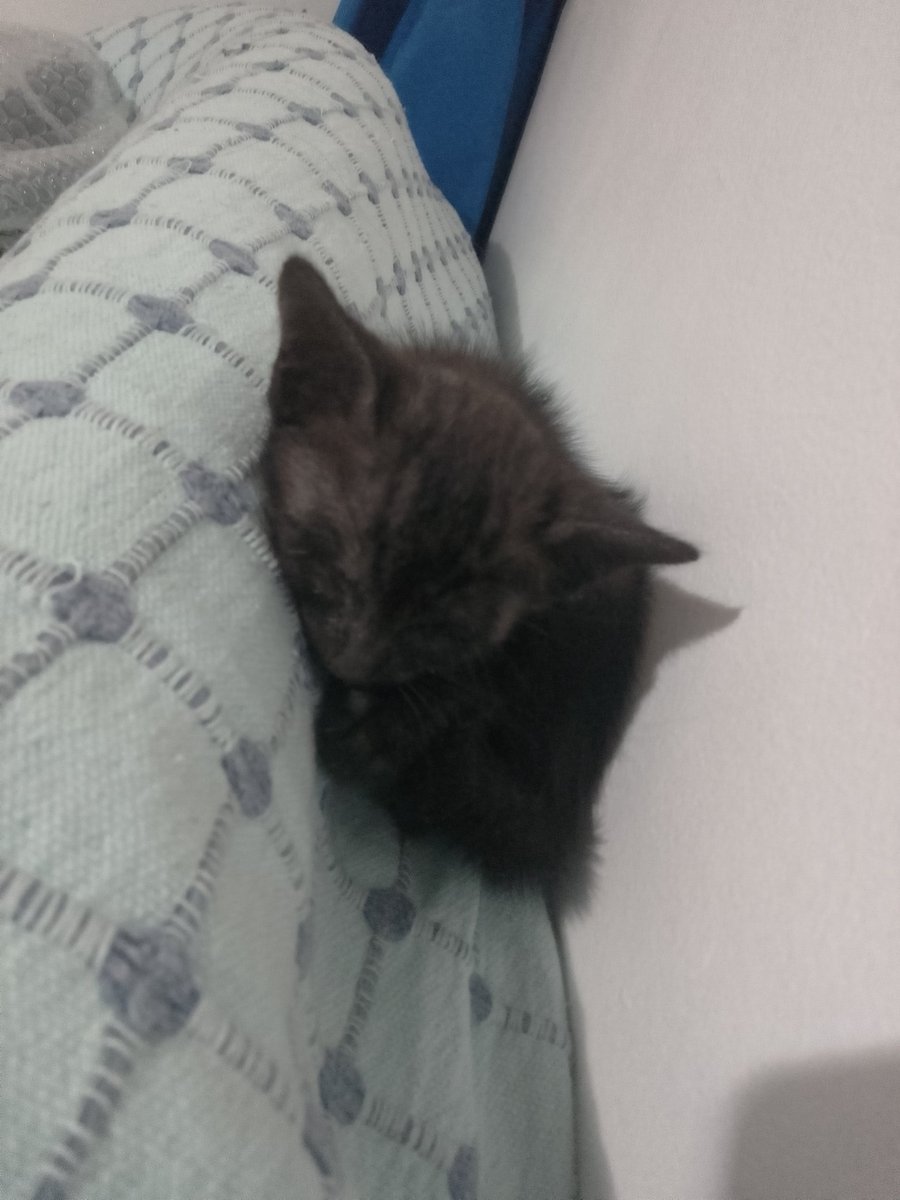 Ya no más frío por las noches.
Ya no más miedo, ni soledad, ni hambre.
Hoy comienza tu nueva vida, chiquita.
Bienvenida a la familia de Gathanas Tienda. 🖤🐾