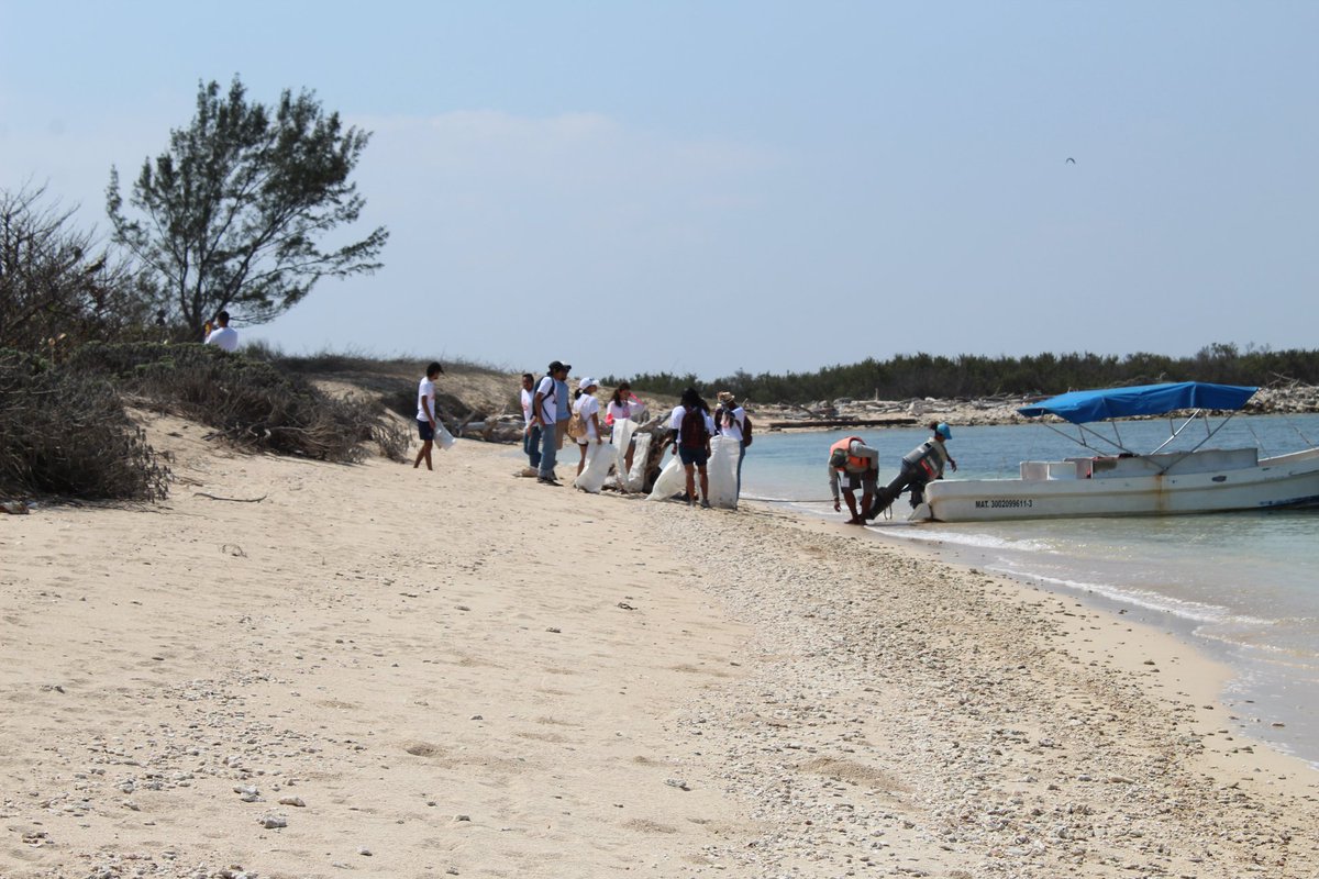 El Parque Nacional #SistemaArrecifalVeracruzano comprende 23 arrecifes de coral, que se elevan desde profundidades de aproximadamente 40 metros. 🪸

El arrecife es muy rico en fauna, existen extensos lechos de pastos marinos y vegetación pionera de dunas costeras. 🌿🌊🐠🦀🐙🐬🐚