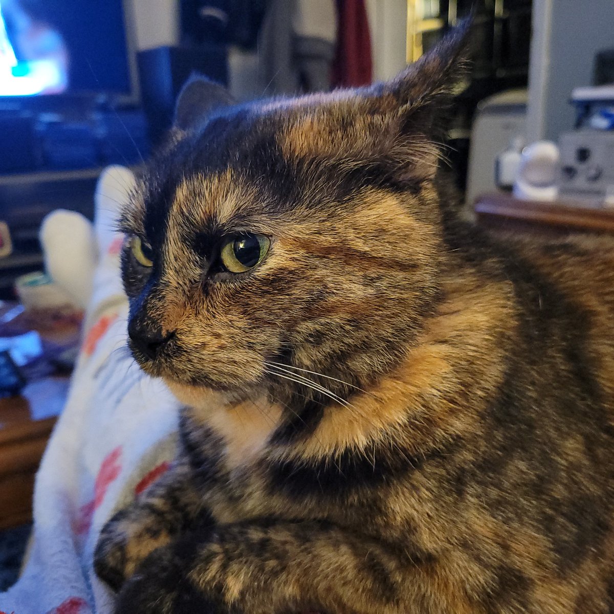 🐱 Mary's Clan 🐱 tweet media