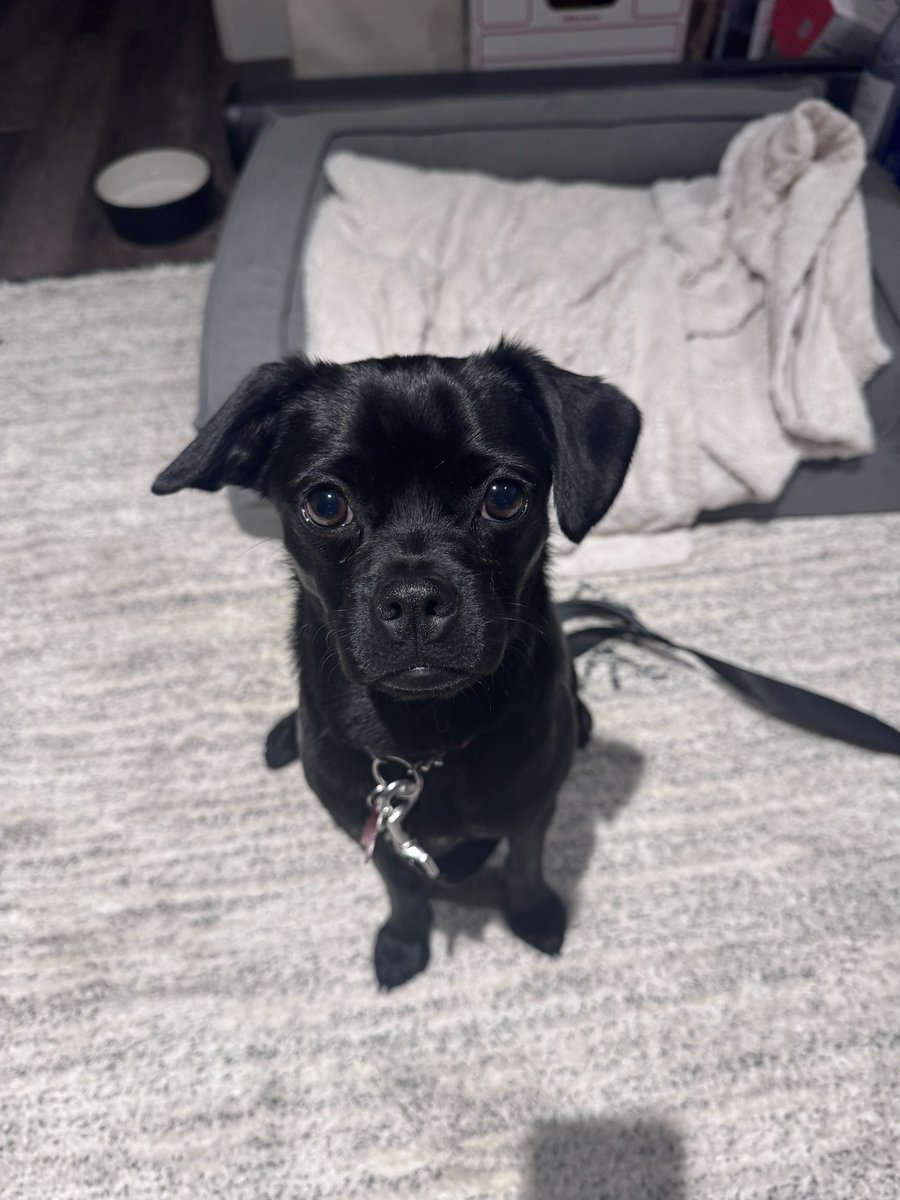 Celestalon tweet media