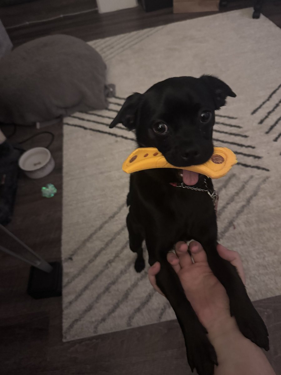 Please say hi to Monoco. She is adorable and full of puppy energy and really wants to play.

WARNING: If you mention her in a tweet at me, I WILL reply with a photo of her, at least once/day.