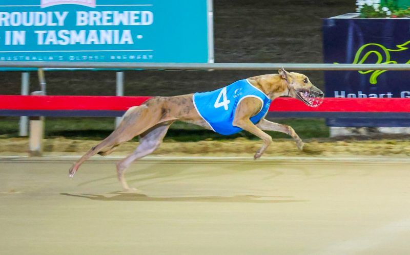 “They don’t go much quicker time-wise at that age."

The hype around Wynburn Tommy appears justified as he turns his attention to heats of the Clarkie Tyres Hobart Breeders Classic tomorrow night -  buff.ly/szoTFdI