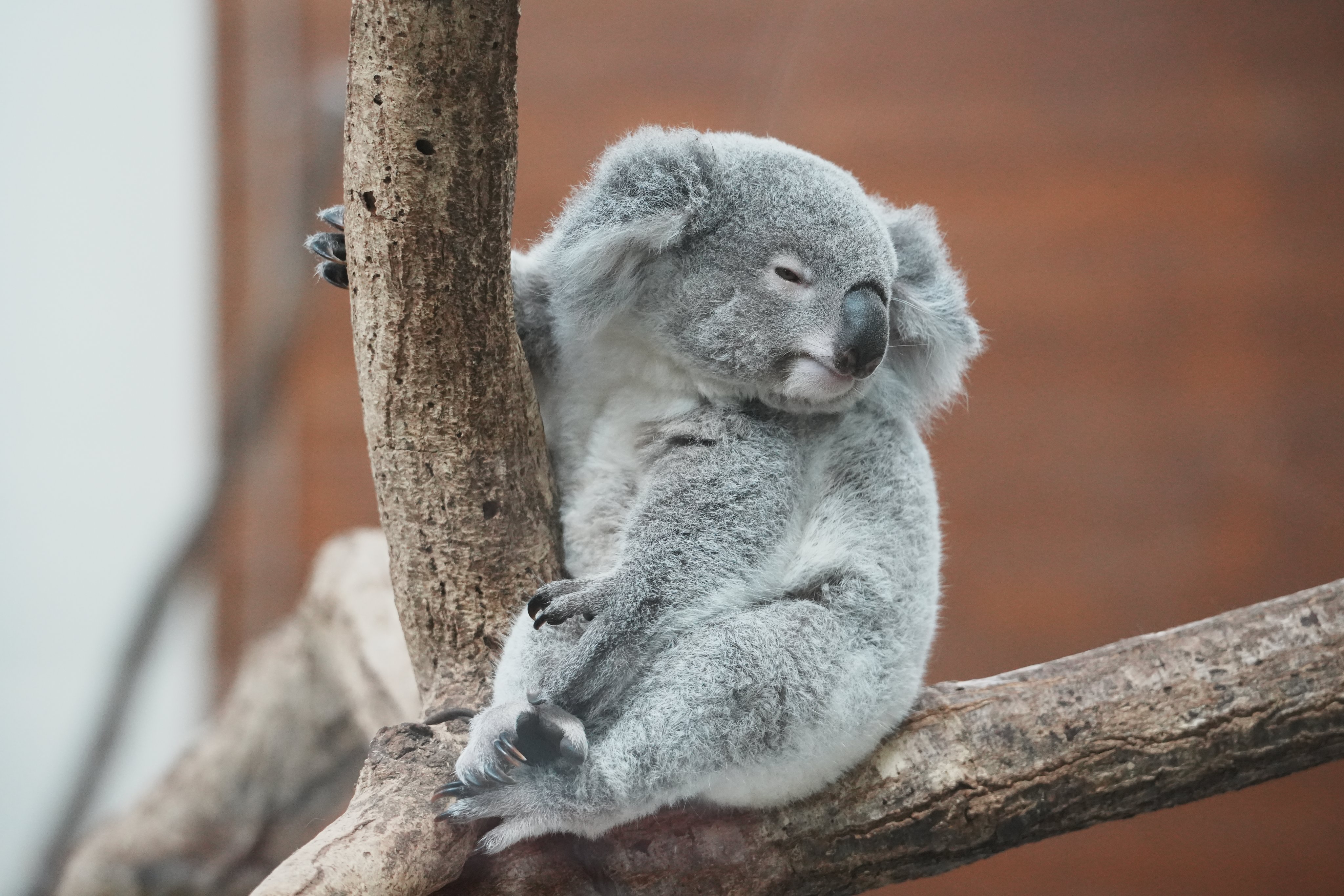 大人気新品  ヨイ🐨 on X:  弁当箱・水筒
