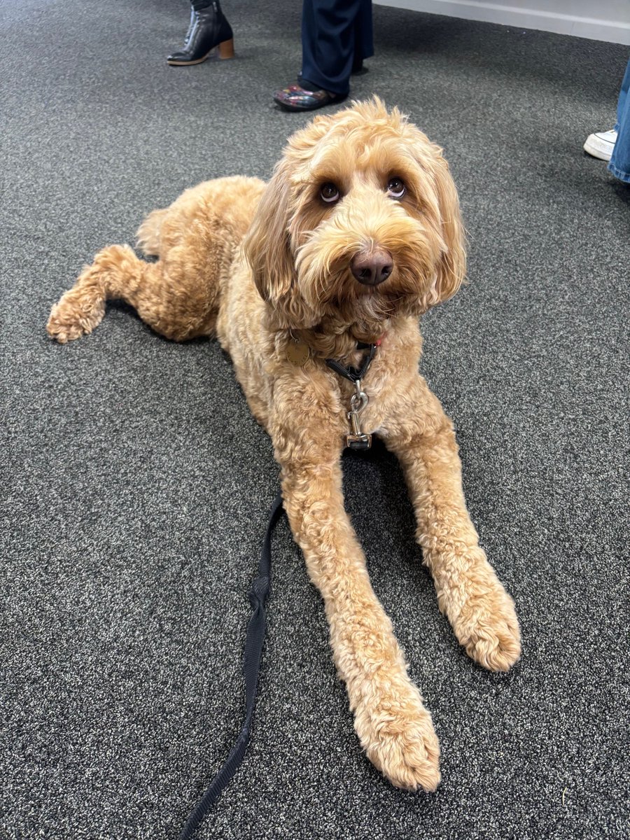 NSW Primary Deputy Principals Network tweet media