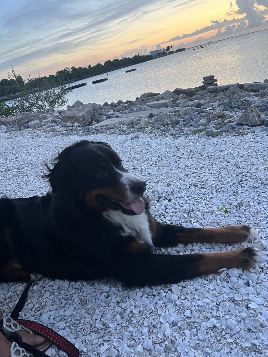 Great sunset with a great dog. #Theo #GoodBoy #TampaBay